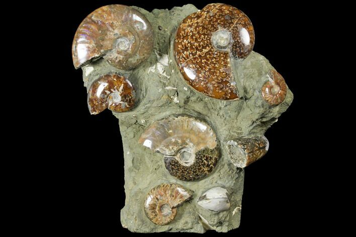 Tall, Composite Ammonite Fossil Sculpture #120702